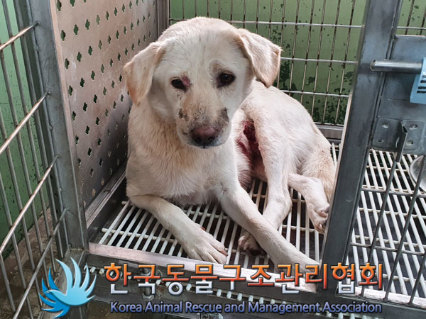 한국동물구조관리협회_441560202301527